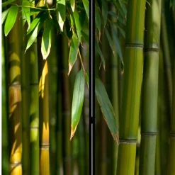 Wohnen Fotodruck Paravent Bambus Halme & Blätter - Lecodas