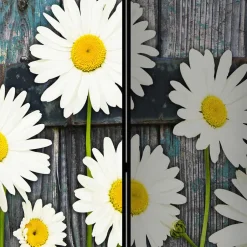 Fotodruck Trennwand mit Margheriten Motiv - Badehma^Wohnen Discount