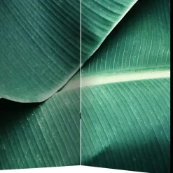 Wohnen Fotomotiv Paravent mit Close Up Bananenblätter - Yanicol