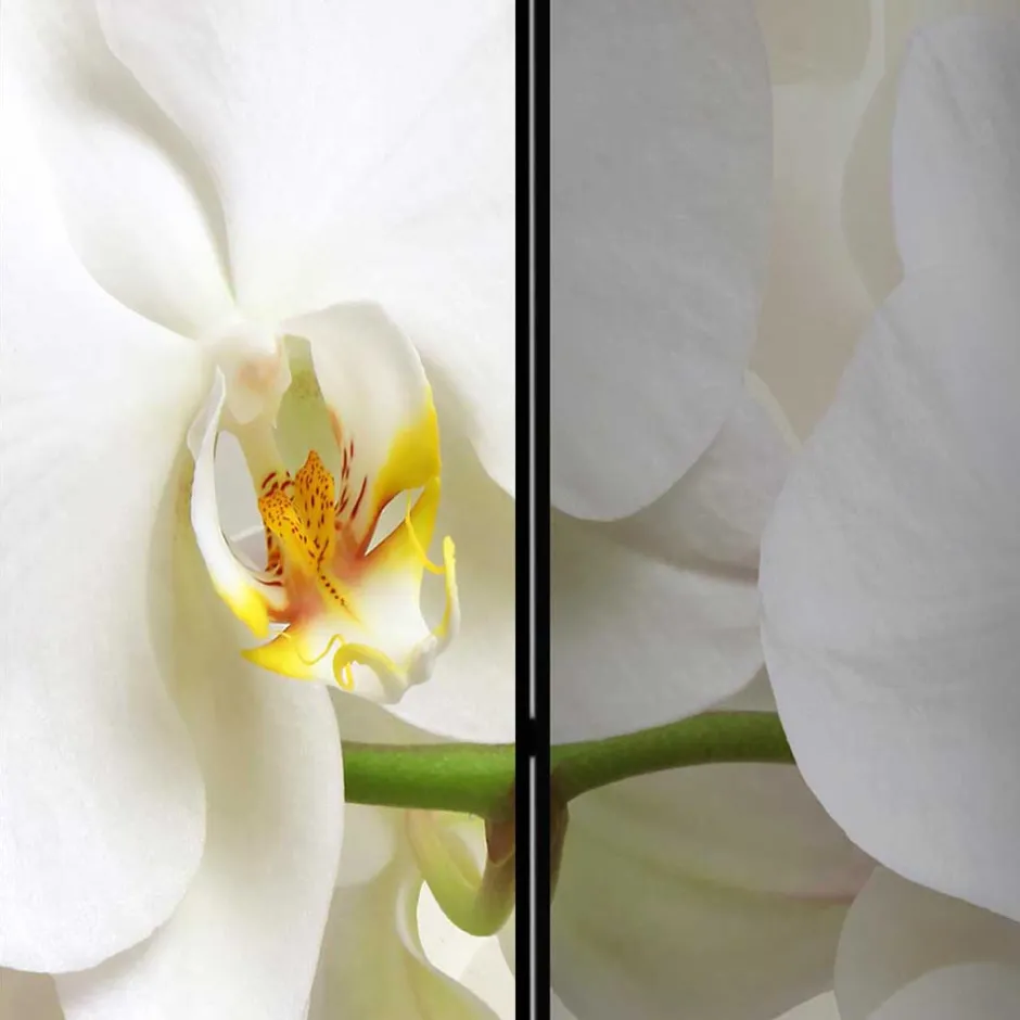 Fotoprint Leinwand Paravent Weiße Orchideen - Aury^Wohnen Outlet