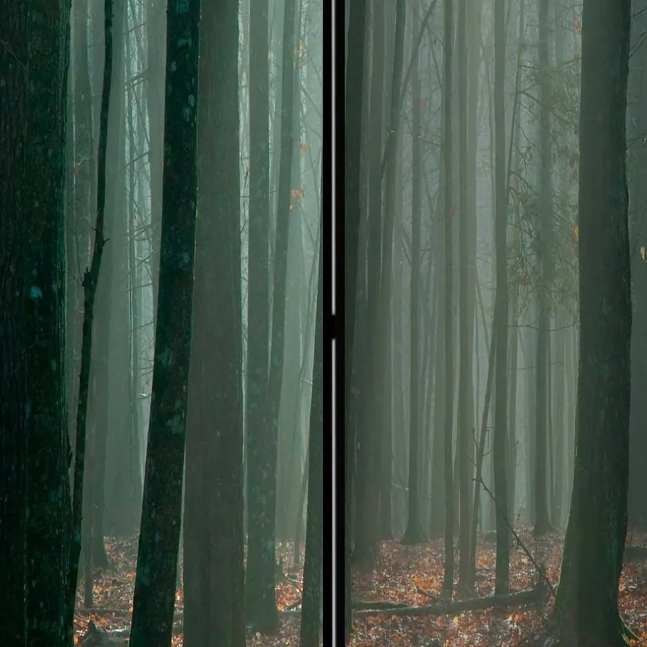 Klappbarer Paravent Herbstwald Fotodruck - Stacie^Wohnen Clearance