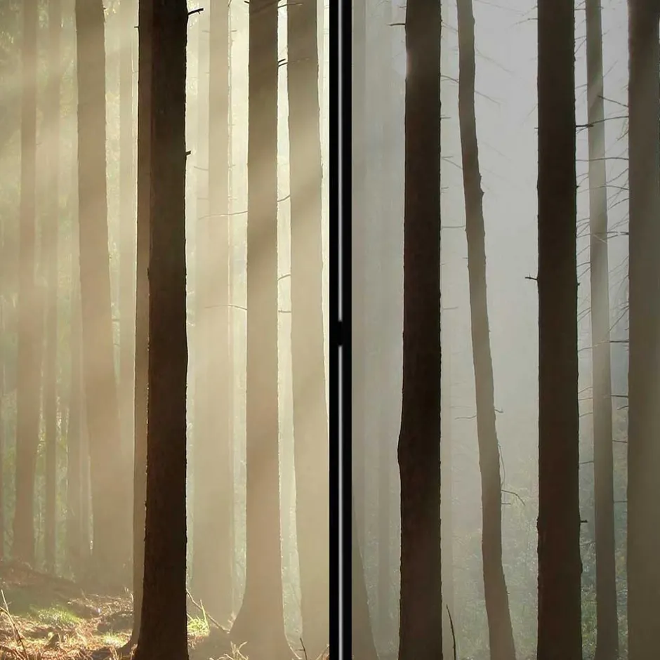 Wohnen Leinwand Paravent mit Naturmotiv Wald - Nadiola