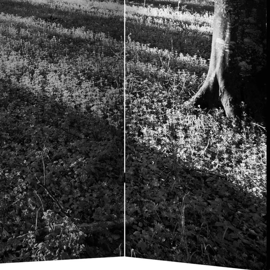 Paravent mit Schwarz-Weiss Druck Wald - Norte^Wohnen Sale